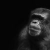 Charakterstärke Chimpanse Schwarz Weiß